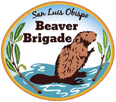 beaver